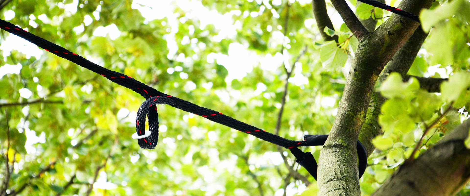 Kornensicherung in einem Baum.