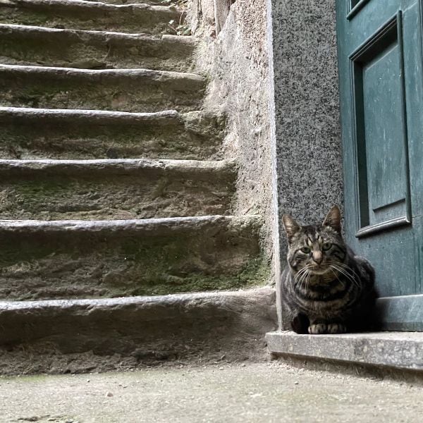 Eine schwarz getigerte Katze sitzt auf der steinernen Schwelle einer blauen Haustüre.