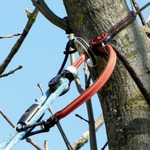 Rope Guide hängt am Ankerpunkt in einem Baum.