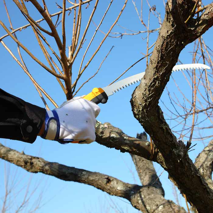 Person mit weißer Handschuh hält Tsurugi Curve 270-10 Handsäge mit gelbem Griff und sägt an einem Ast eines Baumes vor blauem Himmel