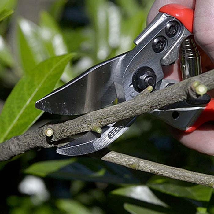 Berger 1104 Gartenschere mit roten Griffen, die einen Ast schneidet, Hand sichtbar