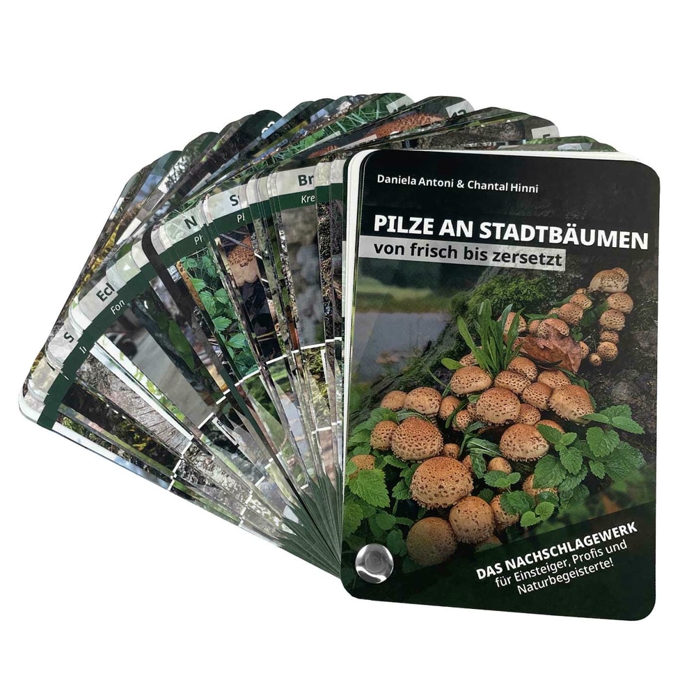 Pilze an Stadtbäumen