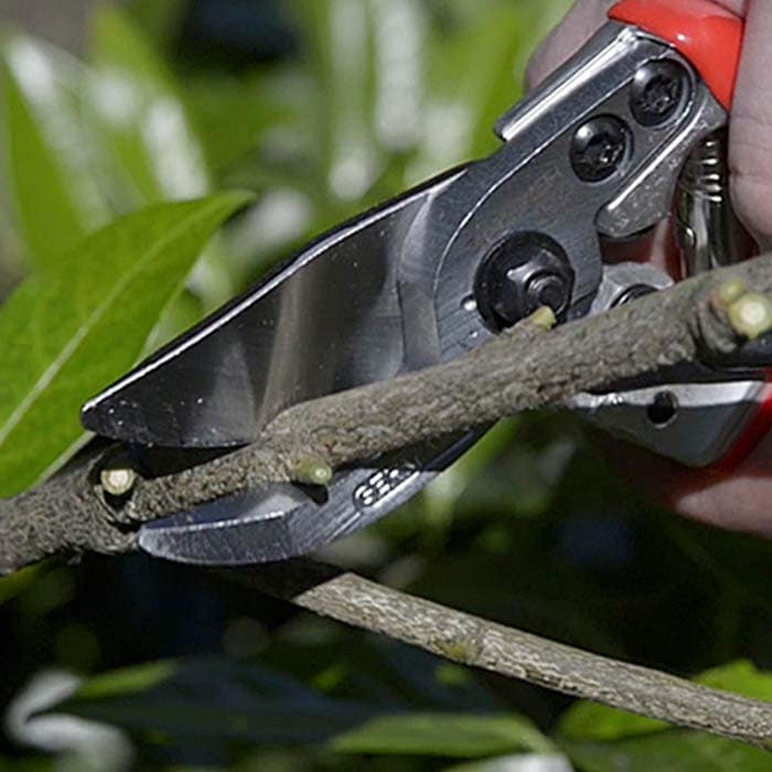 Berger 1114 Gartenschere schneidet einen Ast, rote Griffe und Scherenklinge sichtbar
