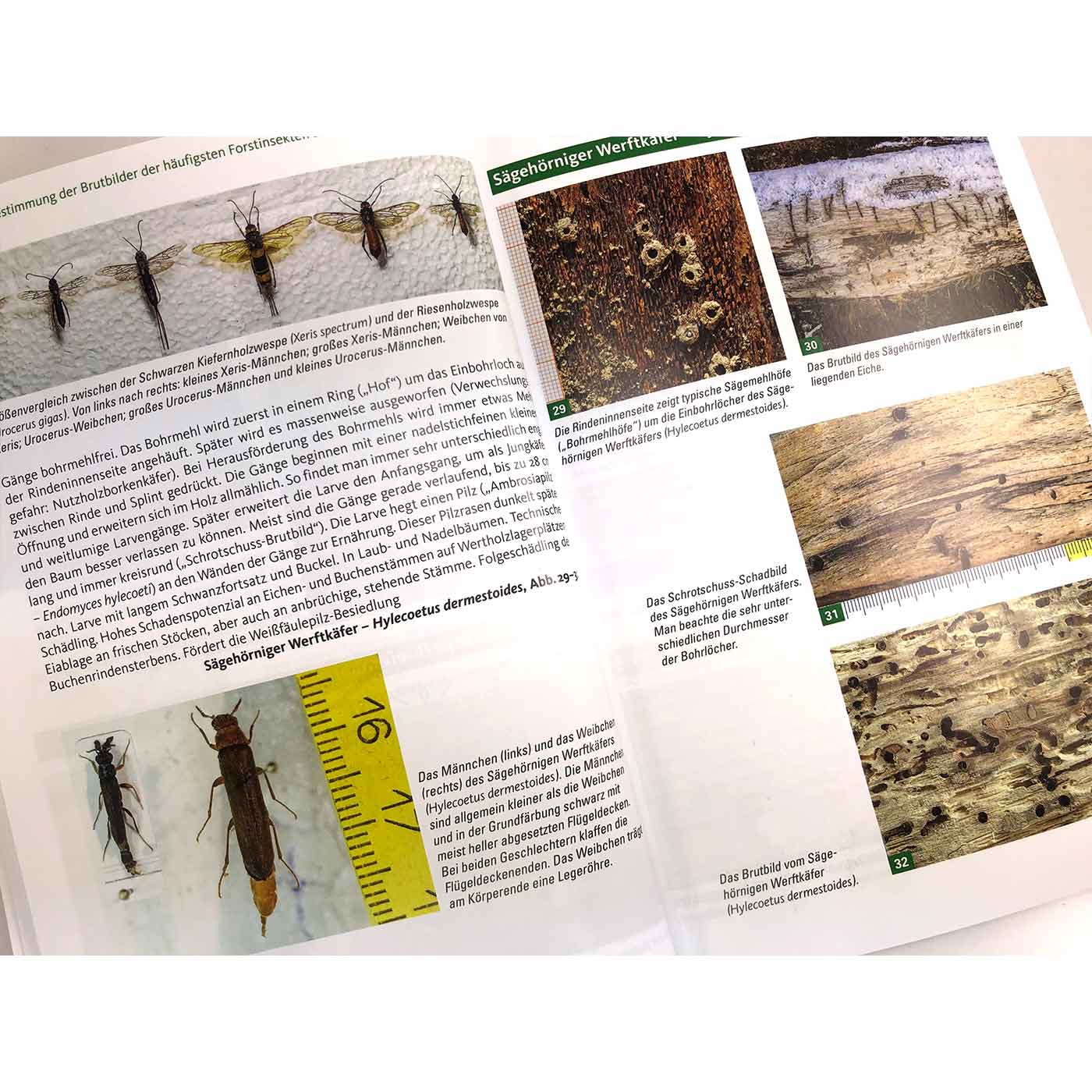 Geöffnete Buchseite mit Text, Fotos von Insekten, Fraßspuren auf Holz und einem gelben Lineal zur Größenmessung