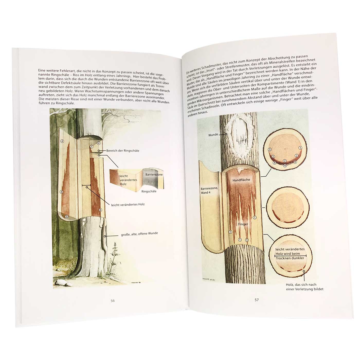 Offenes Buch CODIT mit zwei Seiten, die Text und farbige Illustrationen von Baumquerschnitten und Baumstrukturen zeigen, auf weißen Seiten