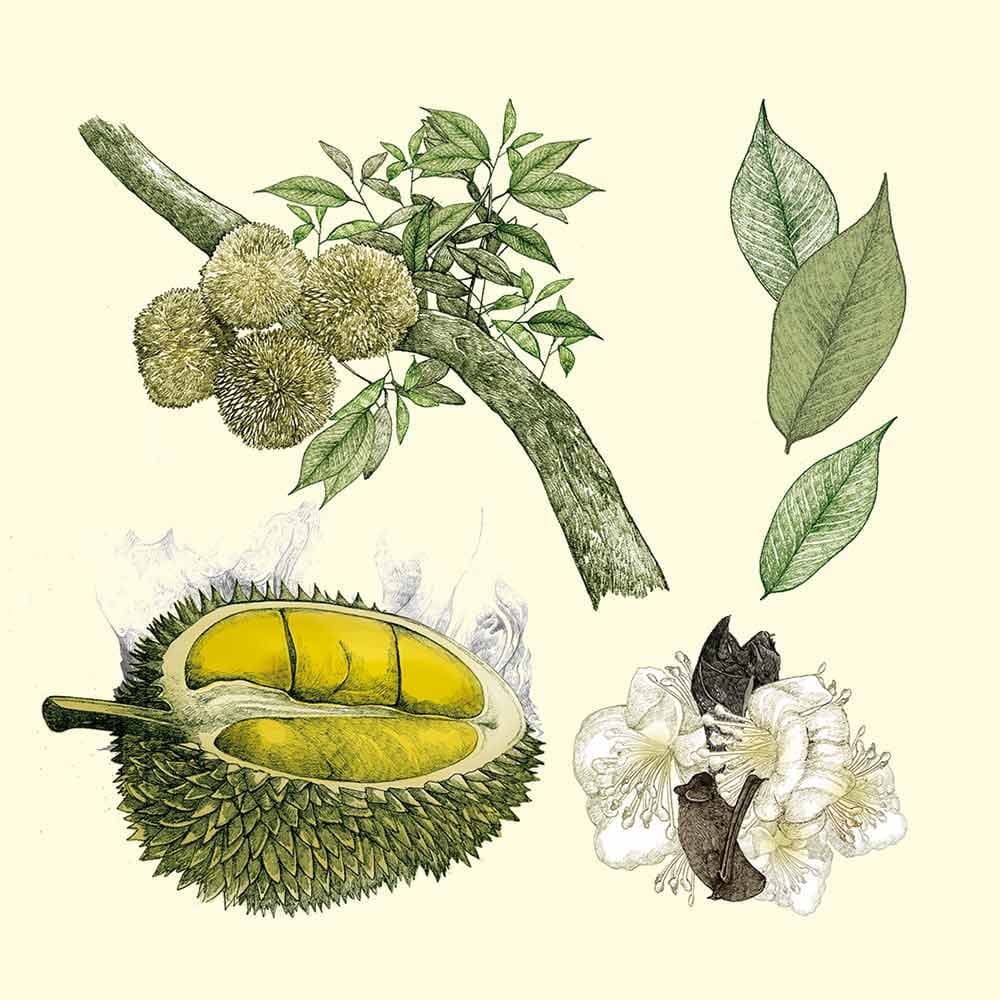 Illustration einer Baumzweig mit grünen Blättern, runden stacheligen Früchten, einer aufgeschnittenen Frucht mit gelbem Inneren und weißen Blüten mit dunklen Samenkapseln aus dem Buch "In 80 Bäumen um die Welt"
