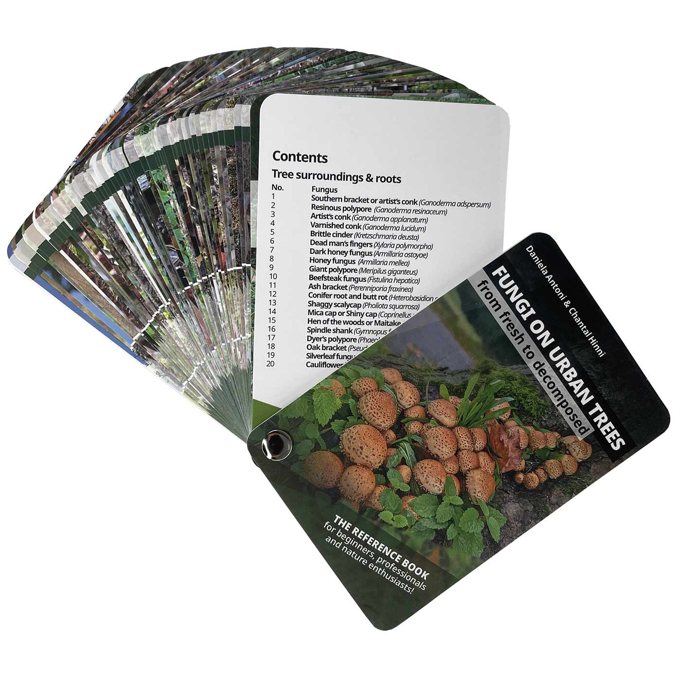 Fungi on Urban Trees, ein Kartenset mit Pilzabbildungen und Beschreibungen, zeigt auf der Vorderseite braune Pilze auf Waldboden mit grünem Laub, der Titel ist in weißer Schrift auf schwarzem Hintergrund, Autoren Daniela Antoni & Chantal Tinni, auf der Rü