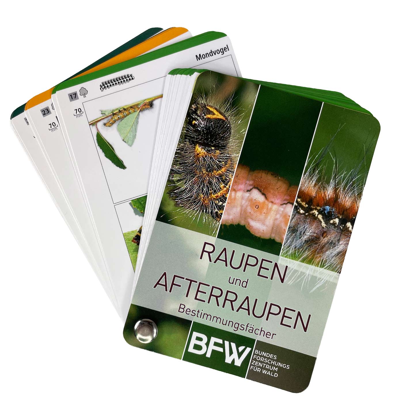 Raupen und Afterraupen Bestimmungsfächer mit Bildern von Raupen und Text, Hersteller BFW Bundesforschungszentrum für Wald