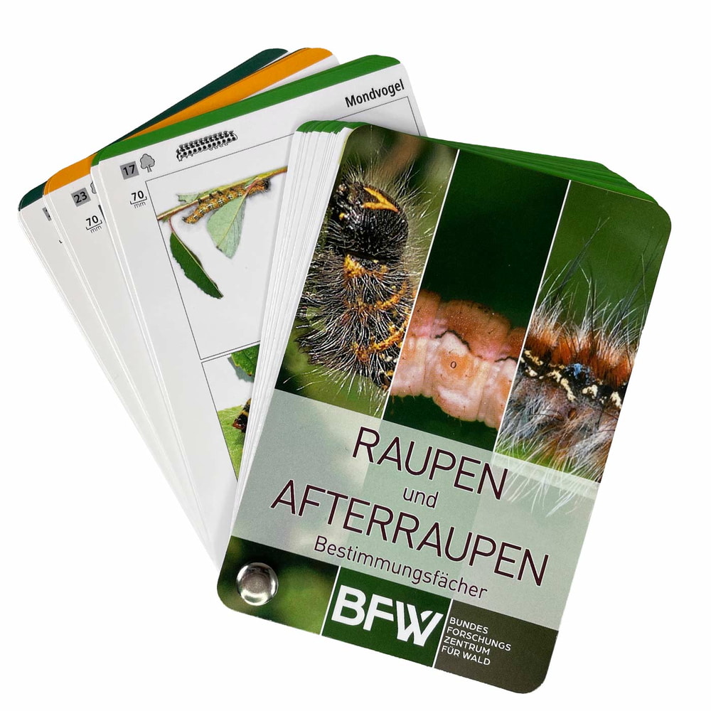 Raupen und Afterraupen Bestimmungsfächer mit Bildern von Raupen und Text, Hersteller BFW Bundesforschungszentrum für Wald