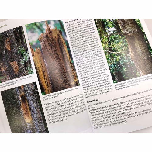 Geöffnete Buchseite mit Text und Fotos von Baumstämmen und Fraßspuren, darunter ein Bild eines durch Windwurf freigelegten Rossameisen-Nests