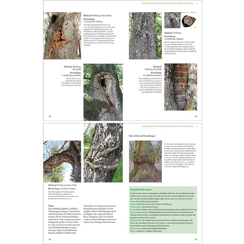 Doppelseitige Buchinnenseite mit Fotos von Baumrinden und Baumkrankheiten, Text in deutscher Sprache, grüne Textfelder und Erklärungen