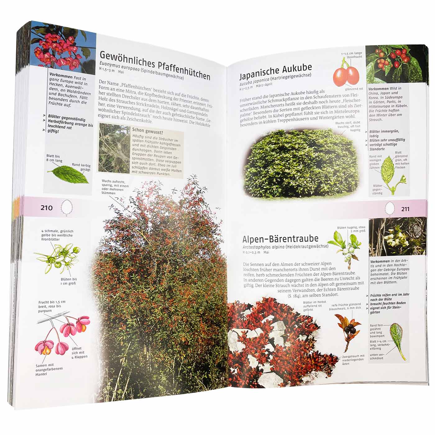 Buch "Welcher Baum ist das?" von Kosmos, aufgeklappt mit farbigen Fotos und Texten zu verschiedenen Pflanzen wie Gewöhnliches Pfaffenhütchen, Japanische Aukube und Alpen-Bärentraube