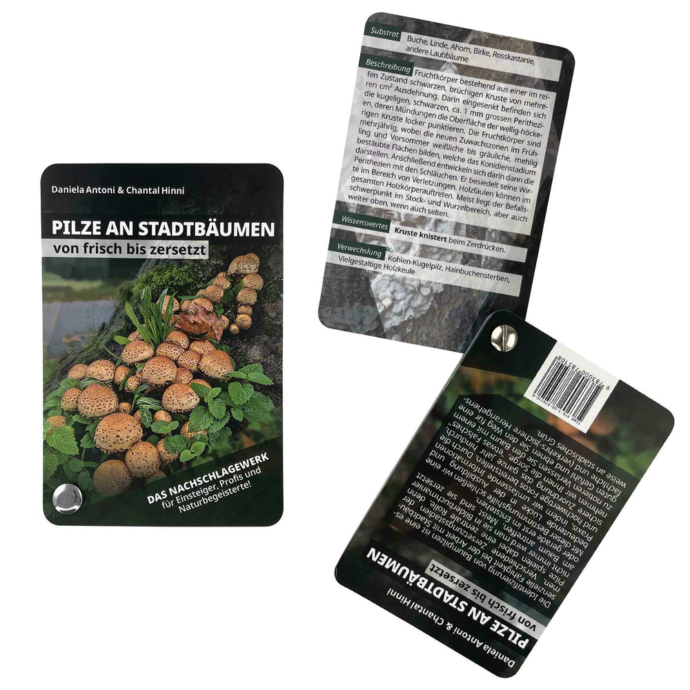 Pilze an Stadtbäumen