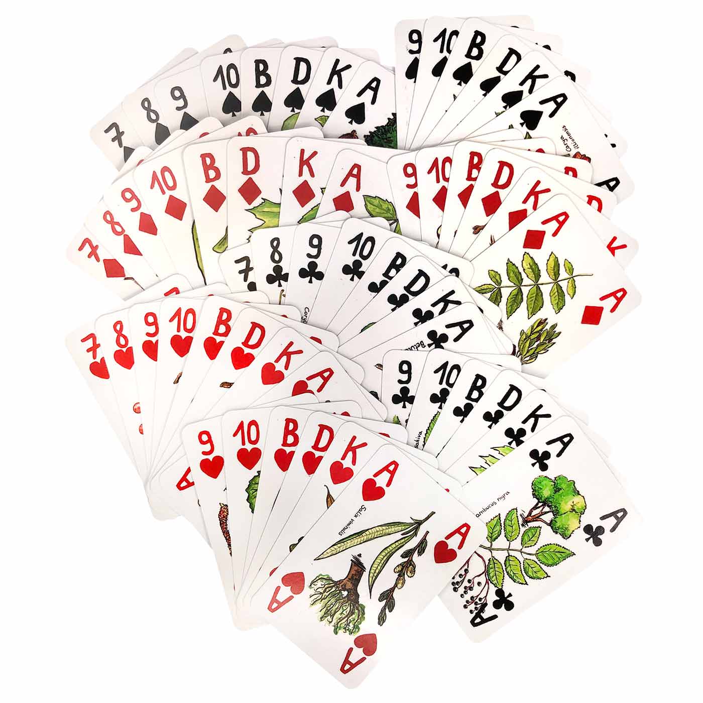 Baumkarten Spielkarten mit Baum- und Blätterillustrationen, alle Karten fächerförmig ausgelegt, verschiedene Farben und Symbole sichtbar