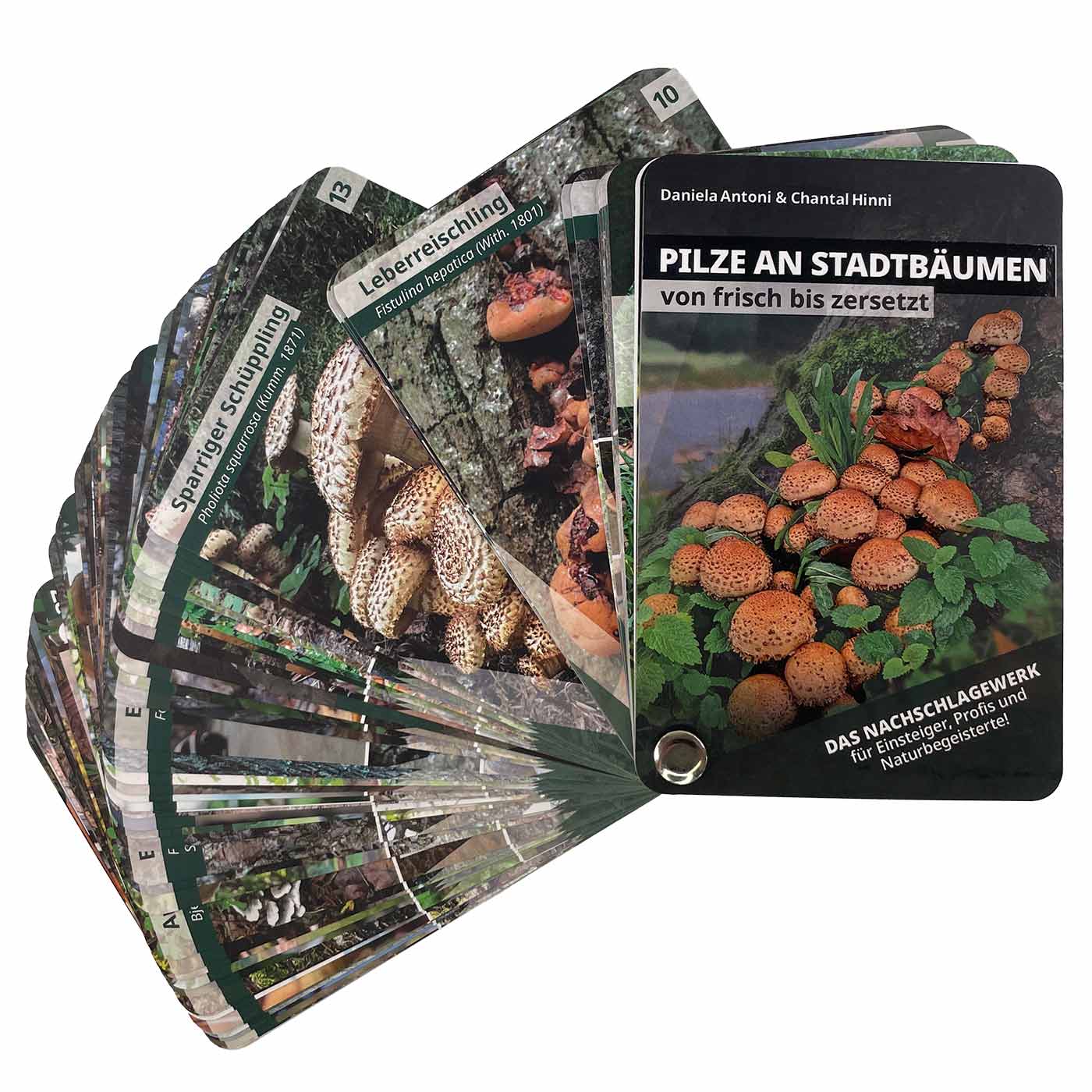 Pilze an Stadtbäumen