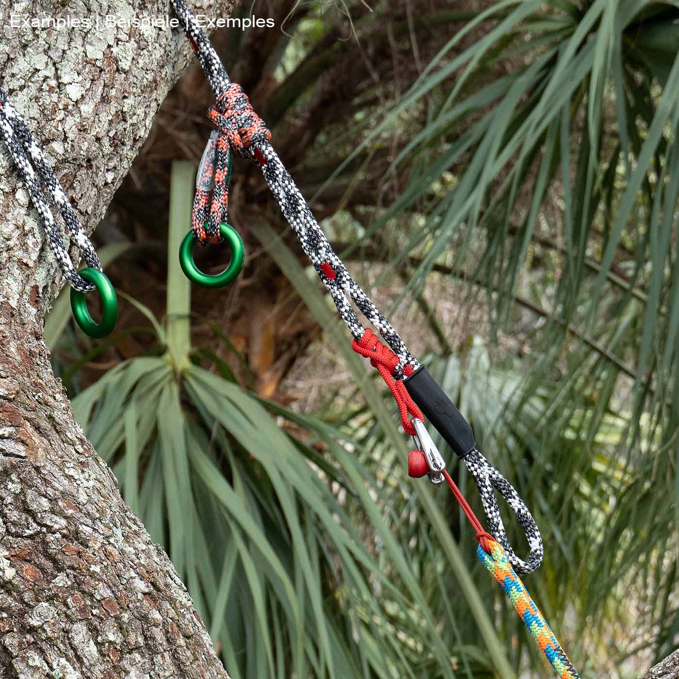 Kletterausrüstung mit Seilen, Karabinern und grünen Metallringen an einem Baum, Produktname nicht sichtbar