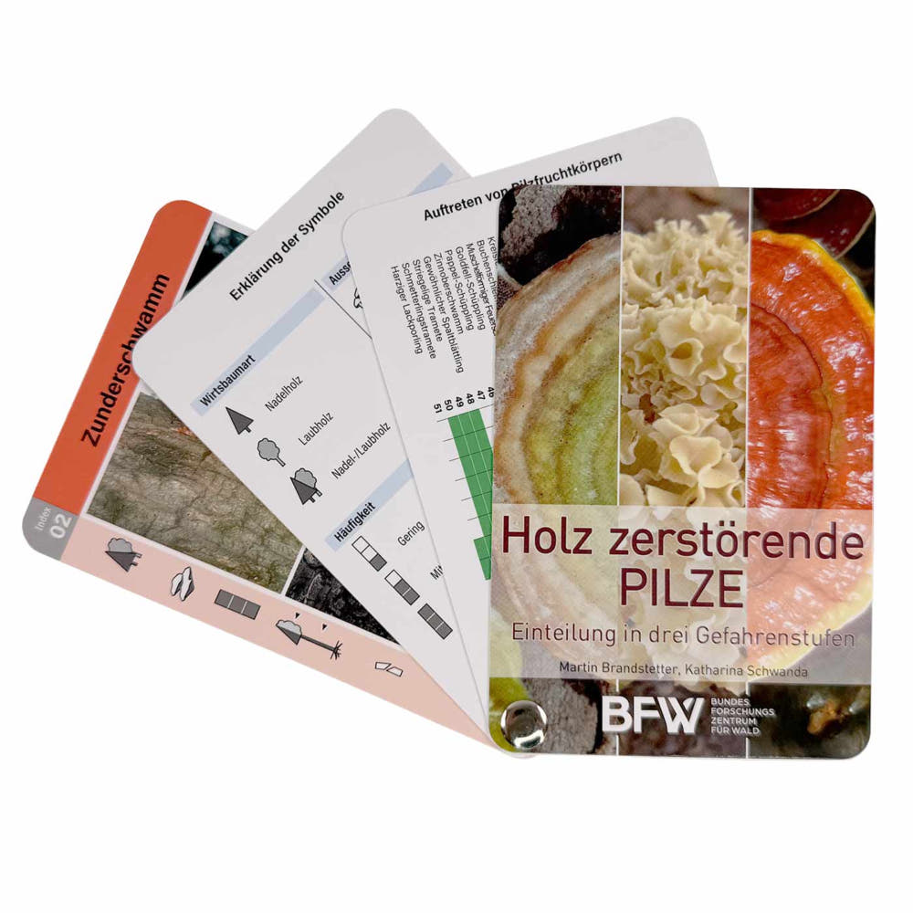 Holz zerstörende Pilze