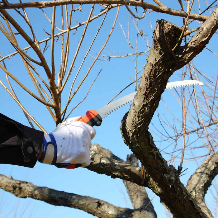 Tsurugi Curve 330-7.5 Handsäge von Silky in Gebrauch, schneidet einen Ast an einem Baum, Hand mit weißem Handschuh hält den Griff