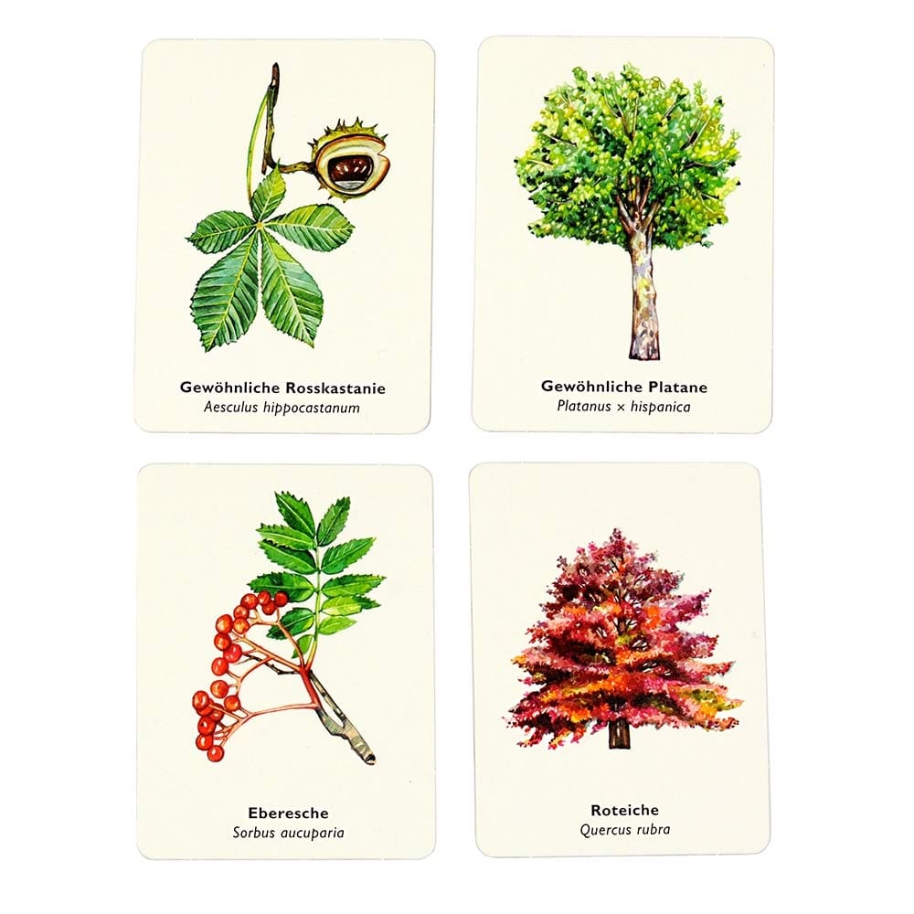 Vier Karten mit Baum- und Blattillustrationen und Namen: Gewöhnliche Rosskastanie, Gewöhnliche Platane, Eberesche, Roteiche