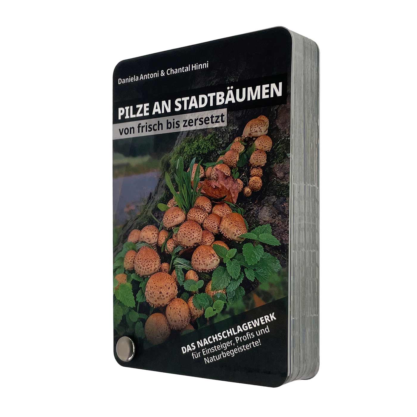 Pilze an Stadtbäumen