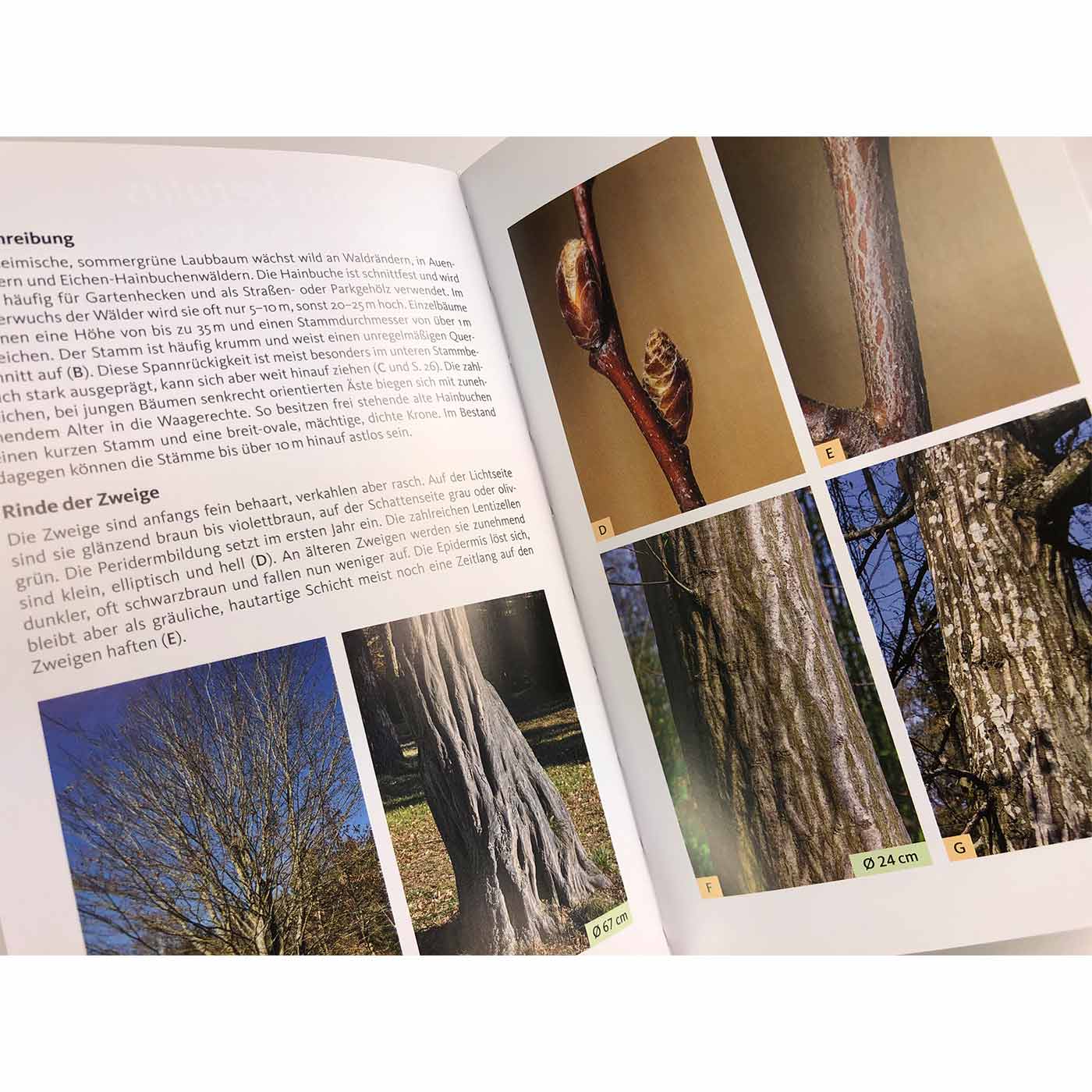 Geöffnete Buchseiten von "Die Rinden unserer Bäume" mit Text und mehreren Fotos von Baumzweigen und Baumstämmen in verschiedenen Größen und Formen