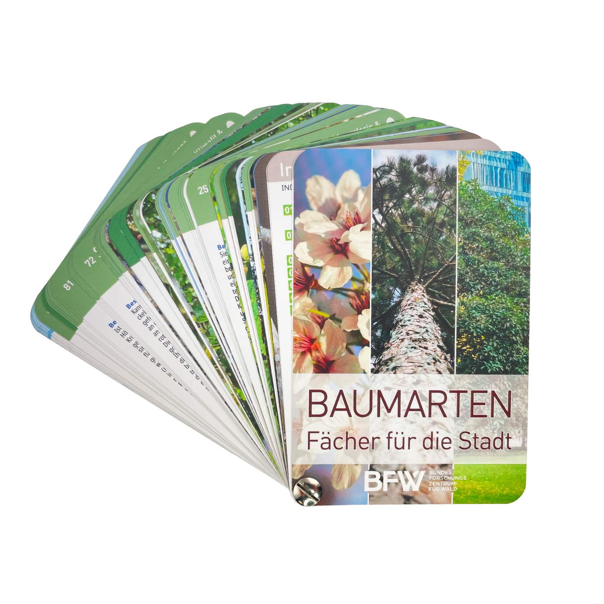 Baumarten - Fächer für die Stadt, Fächer mit Baumartenbildern und Text, Titelblatt mit Blüten, Baumstamm und Baumkrone, Hersteller BFW Bundesforschungszentrum für Wald