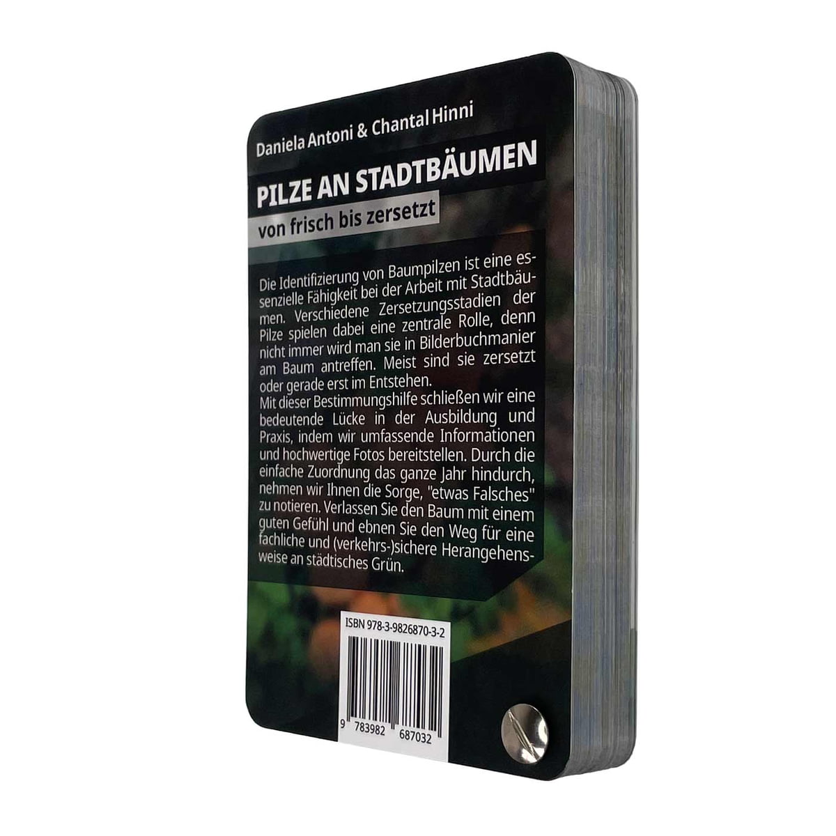 Pilze an Stadtbäumen